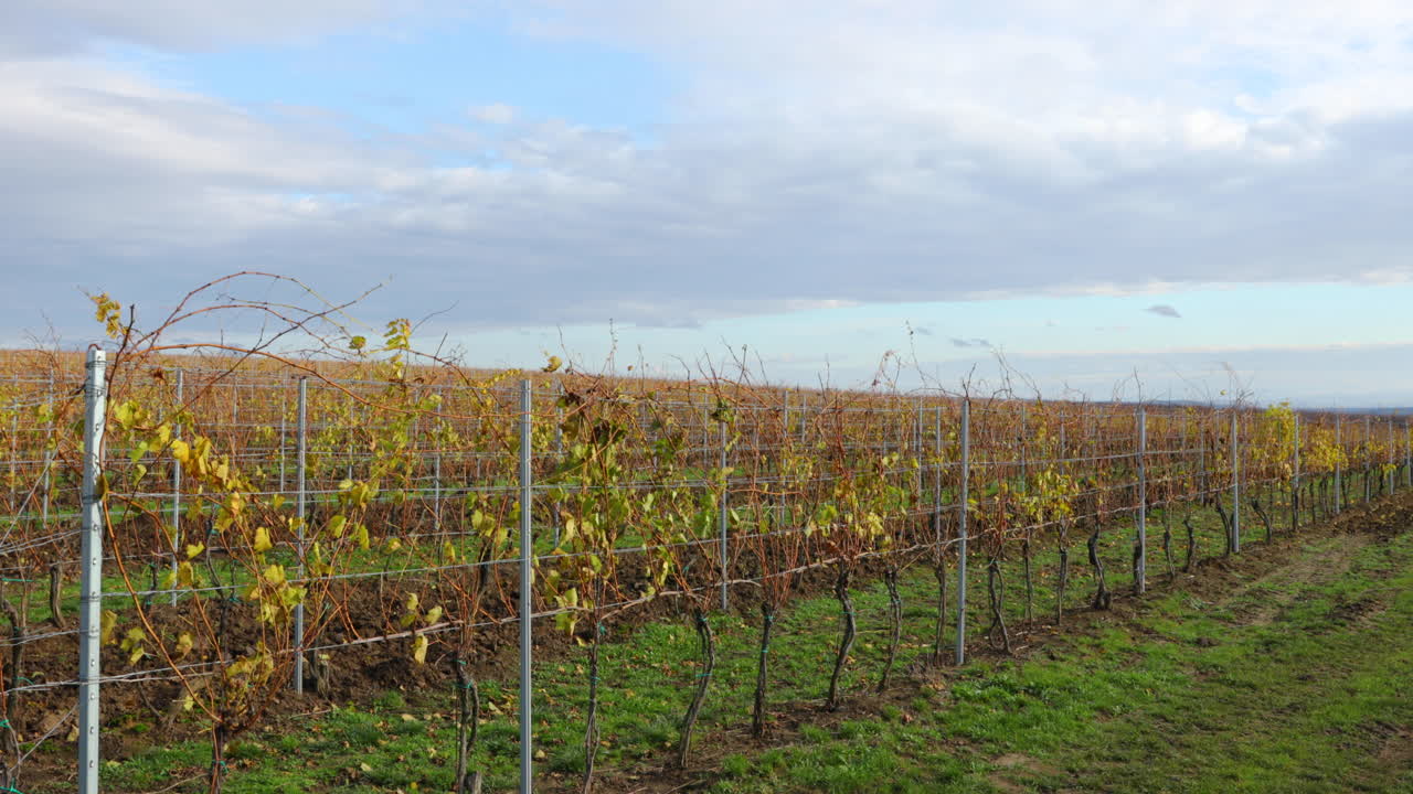 4k 60fps 슬로우 모션으로 캡처된 바람 부는 날 동안 투스카니(tuscany)라고 불리는 남쪽 모라비아 지역에서 자란 농장의 가을 포도밭을 가까이서 볼 수 있습니다.