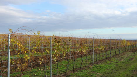 vista de cerca de los campos de vid de otoño en una granja cultivada en la región de moravia del sur llamada toscana durante un día ventoso capturado en cámara lenta de 4k 60fps