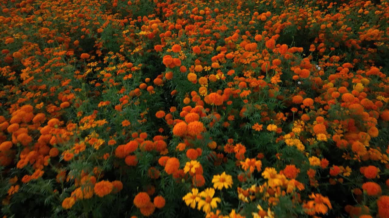 Video aereo di una piantagione di fiori di tagete ad Atlixco, Messico