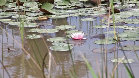 a water lily surrounded by lily pads in a dam-pond