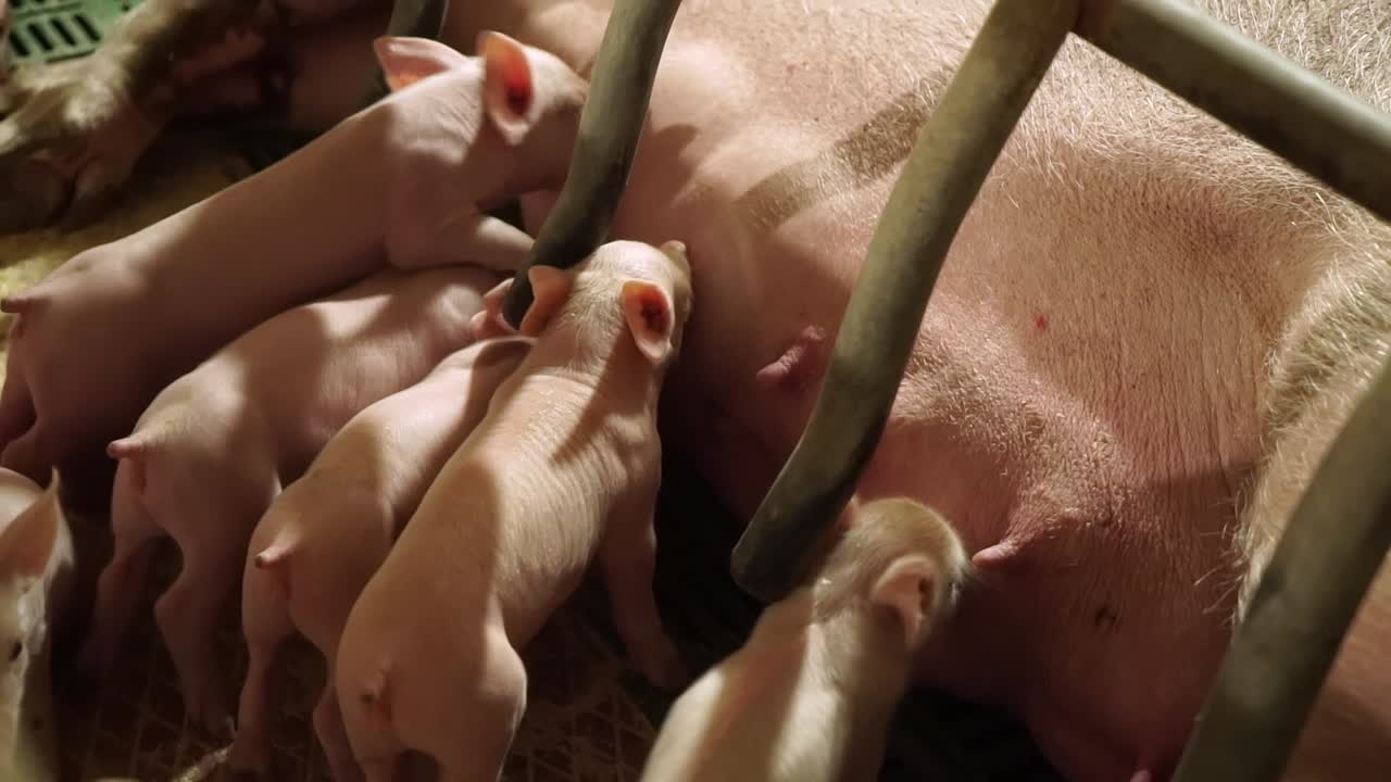 Piglets feeding from mother pig in a farrowing crate