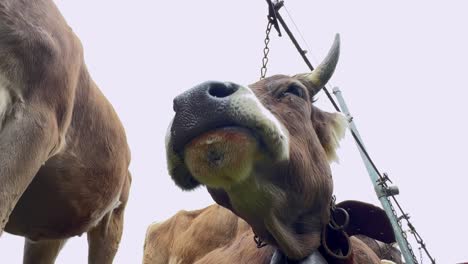 Punto-De-Vista-De-ángulo-Bajo-De-La-Vaca-Marrón-Masticando-Con-Campana-Y-Collar-En-La-Feria-De-Ganado