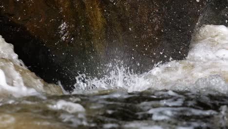 two large silver atlantic salmon leaping up the waterfall to reach the spawning grounds in a river in scotland
