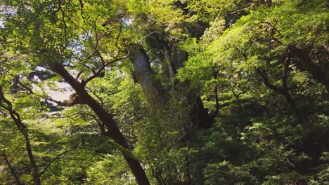 yakushima japan, jomon sugi  revealing tilt