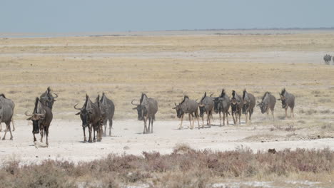 group of african wildebeest walking in open savannah environment