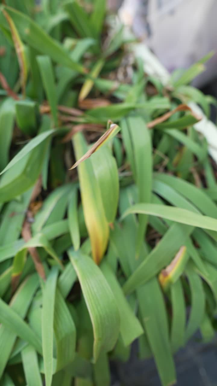 tareas de jardinería