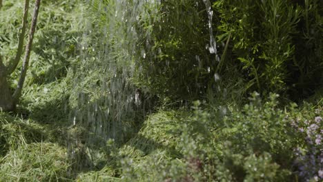 An-Sonnigen-Tagen-Gießt-Wasser-Auf-Beifußpflanzen-Im-Garten