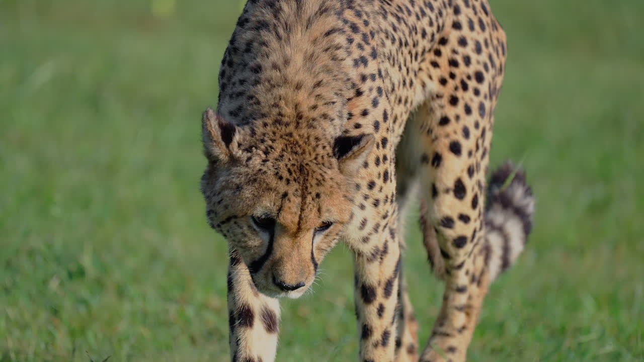 Cheetah in a grassy field