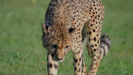 cheetah in a grassy field