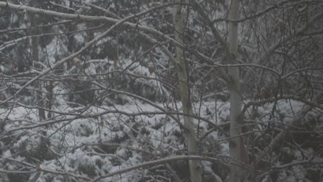 Zeitlupe:-Schwenk-Von-Schnee,-Der-Schwer-Auf-Eine-Birke-In-Einem-Garten-Fällt