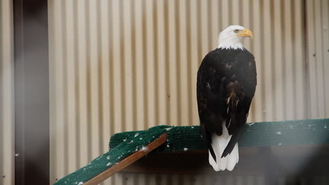 bald eagle sits and turns head on rail