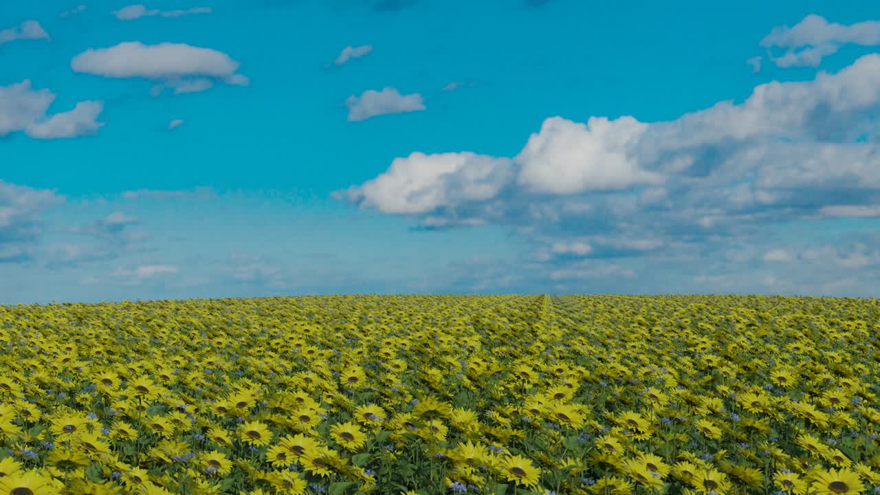유럽의 평화 개념: 노란 꽃과 은 파란 하늘, 우크라이나 발의 색을 가진 을 날아다니는 3d 렌더링