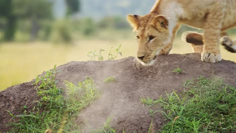 Slow-Motion-of-Cute-Lion-Cub-Playing-with-Lioness-Mother-in-Maasai-Mara,-Kenya,-Africa,-Funny-Young-Baby-Lions-in-Masai-Mara,-Chasing-Each-Other-on-Termite-Mound,-African-Wildlife-Safari-Animals