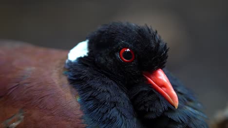 pheasant pigeon sitting motionless and alert in forest