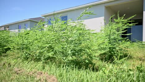 uncared-for-lawn-in-new-home-with-tall-grass,-lawn-care