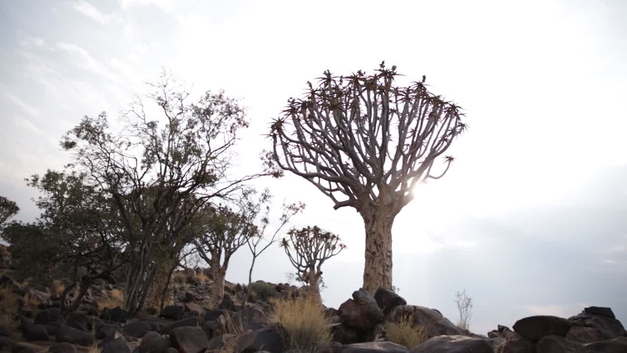 A wide angle of a Quiver tree in Namibia anchored in Dolomite rocks with the golden sun peeking out between it's branches