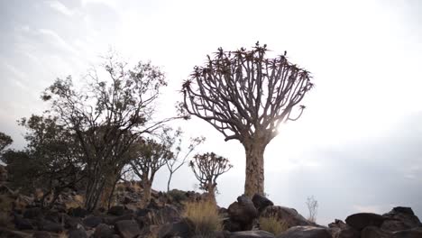 A wide angle of a Quiver tree in Namibia anchored in Dolomite rocks with the golden sun peeking out between it&#039;s branches