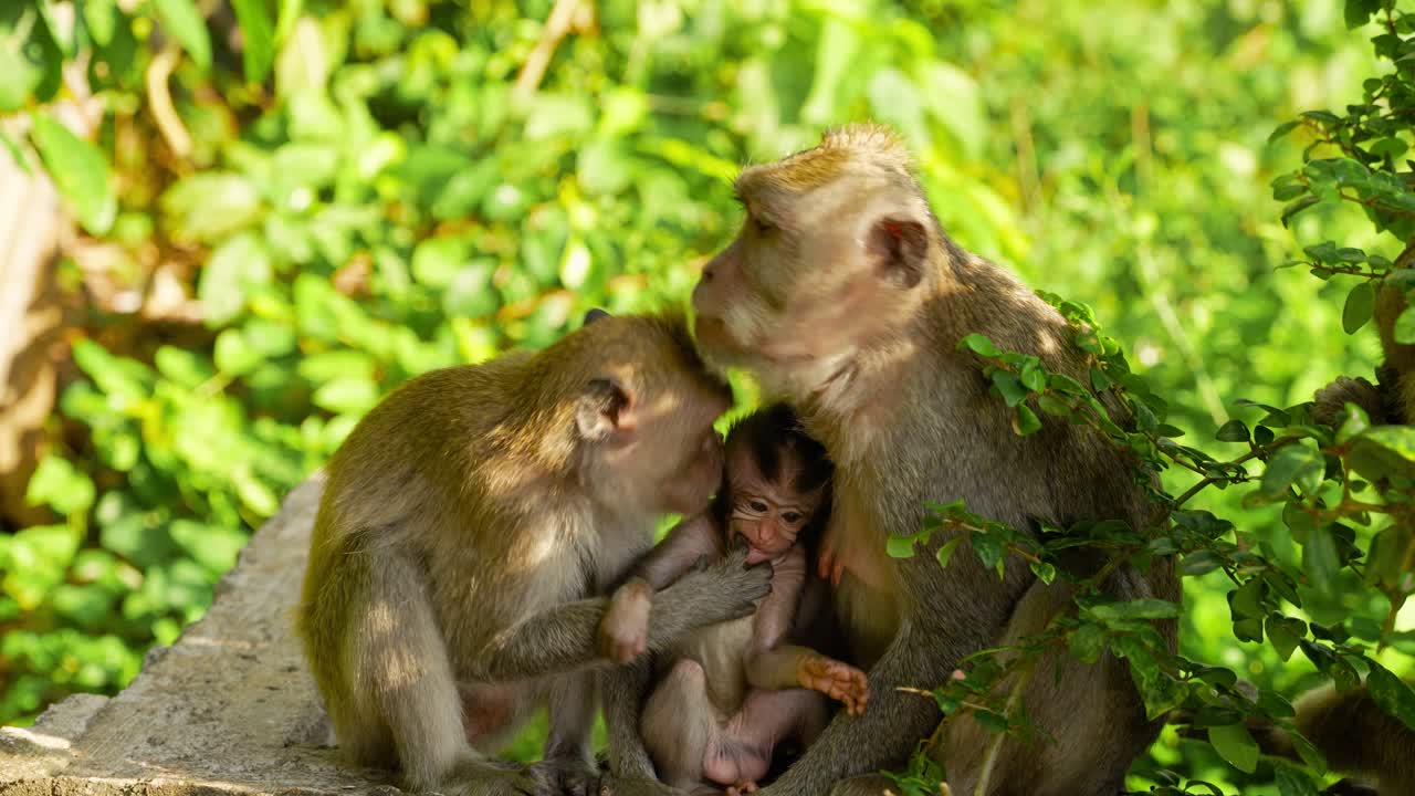 Long tailed macaques sit on the rocks at the Uluwatu Temple complex