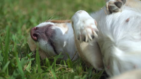 adorable perro mestizo que parece un perro de raza mixta labrador retriever acostado boca arriba con patas en el aire en un campo de hierba bajo el sol