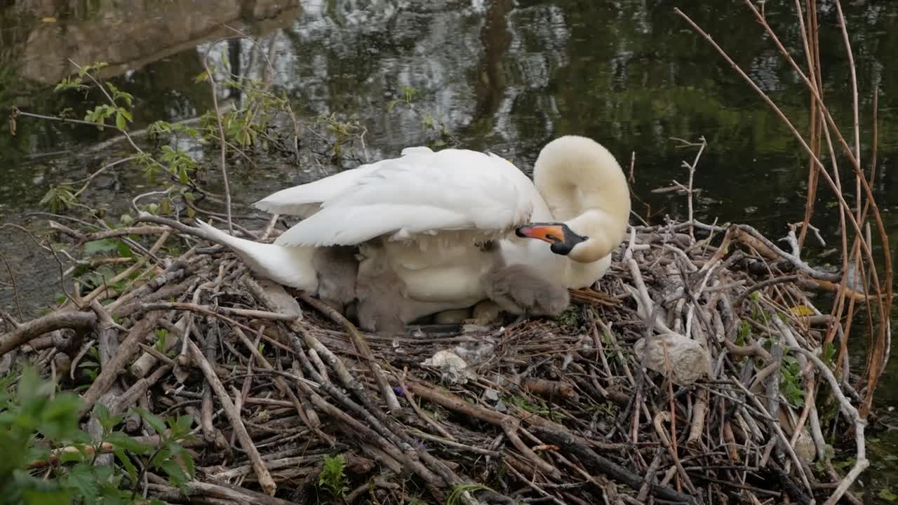 Closeup mother swan sitting in lake nest with young cygnet waterfowl bird