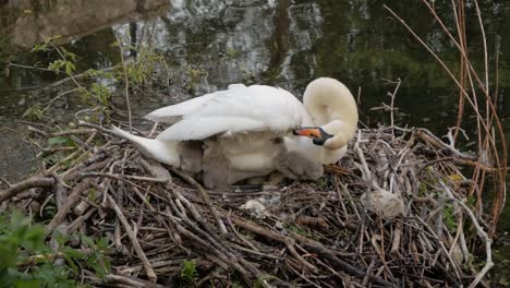primer plano madre cisne sentado en el nido del lago con aves acuáticas jóvenes cygnet