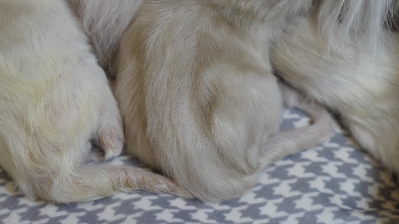 귀여운 새로 태어난 새끼 고양이  ⁇ 니와  ⁇ 리 새끼 고양이와 엄마의 가족