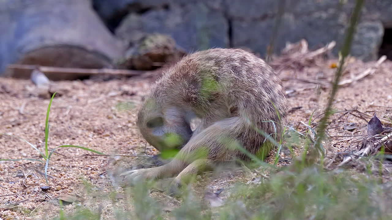 졸리고 피곤한 미어캣은 털을 닦으면서 졸고 땅바닥에 앉아 있고, 재미있는 자세 - 클로즈업