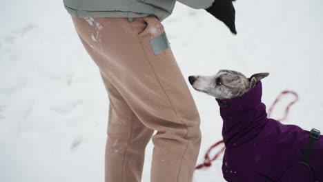 dog in purple coat walking close beside woman wearing beige pants and gloves during snowy winter day. only lower part of woman visible. snow-covered ground and leash create quiet, cold outdoor moment