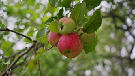 ripe apples hanging from a tree. red and green apples in the garden. harvest season.