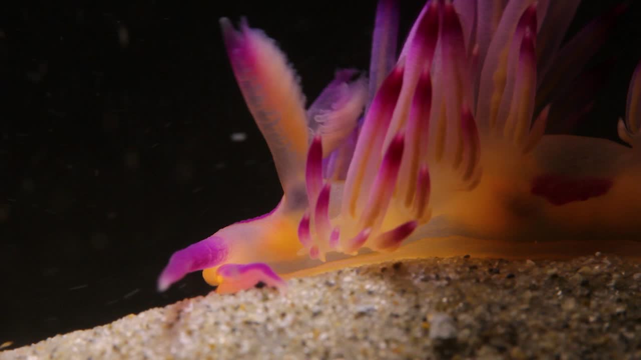 video macro de cerca de una criatura marina nudibranquia rosa moviéndose a lo largo de la arena del océano