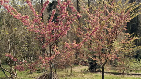 beautiful tree with pink flowers in arboretum of aubonne, switzerland