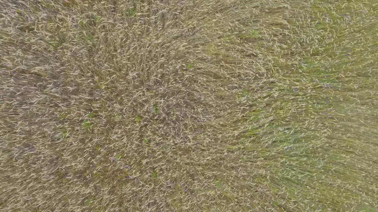 vista aérea de arriba hacia abajo de patrones en zigzag en campos de trigo