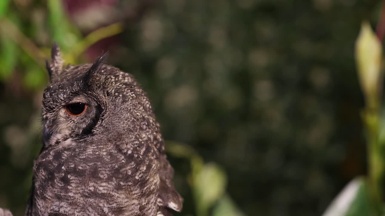 сова поворачивает голову среди листьев.