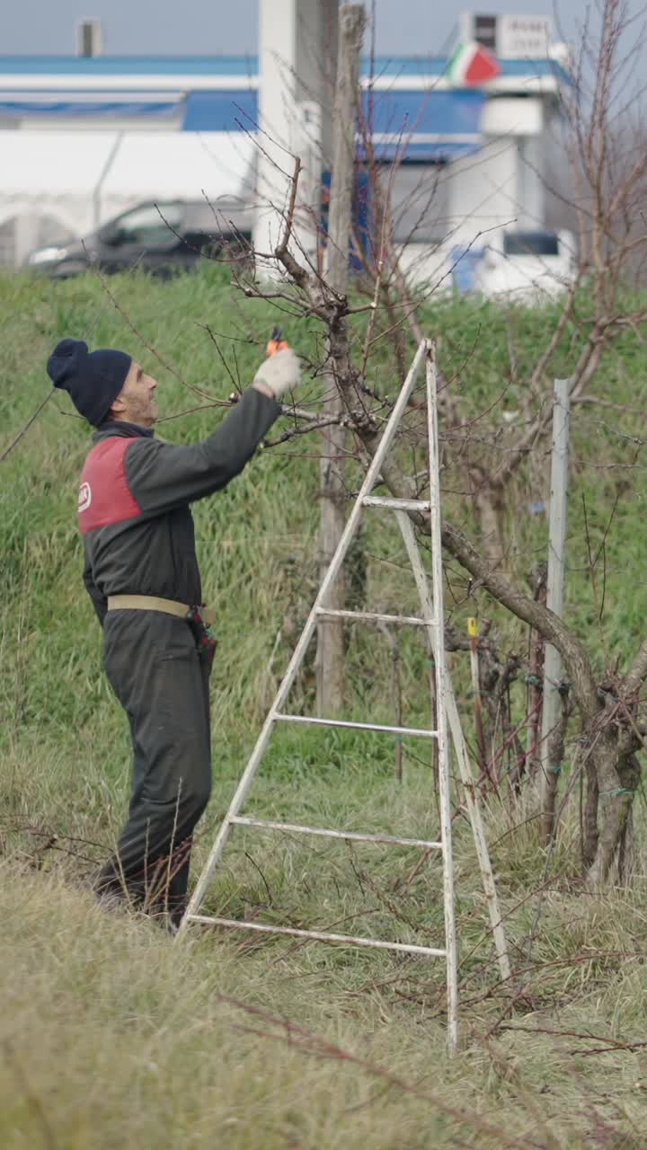 Man pruning tree branches with ladder