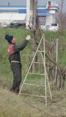 man pruning tree branches with ladder