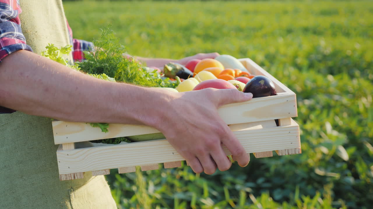 한 노동자가 들판을 따라 야채 한 상자를 나른다. 농업에서 신선한 야채