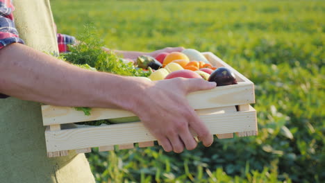 a worker carries a box of vegetables along the field fresh vegetables from farming