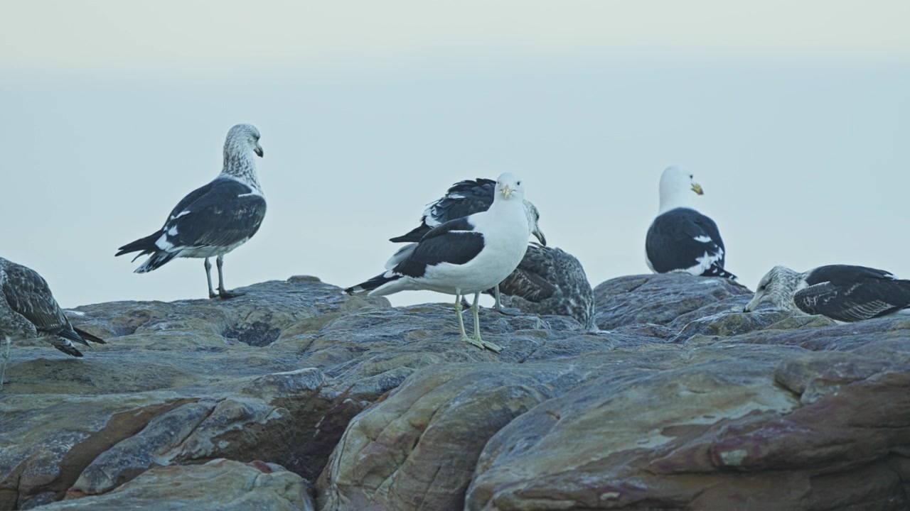 Un groupe de mouettes perchées sur des rochers côtiers surplombant l'océan à la Réserve naturelle de Cape Point, Afrique du Sud, montrant des oiseaux marins sauvages rassemblés dans leur habitat côtier naturel, en gros plan.