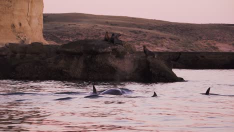 Orcas-Schwimmen-Um-Eine-Seelöwenkolonie-Auf-Der-Halbinsel-Valdes-Patagonien-Slowmotion