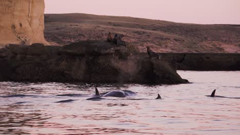 orcas swimming around a sea lions colony in peninsula valdes patagonia slowmotion