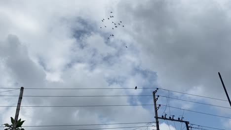 pájaros volando contra el cable del poste eléctrico, día nublado nublado, estático