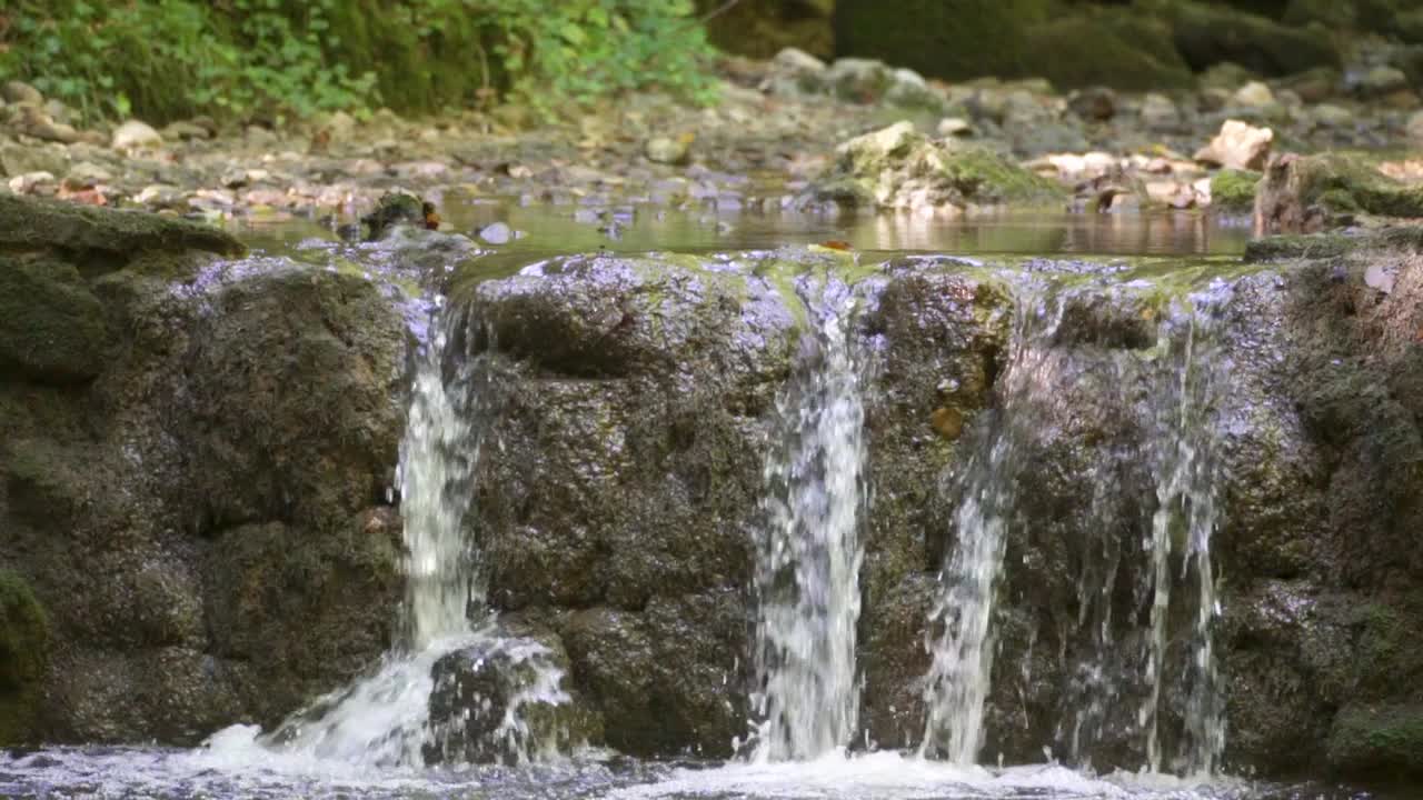 petite cascade d'eau douce pure dans la forêt s'exécutant sur des rochers moussus
