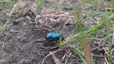 extreme close up bluish black manure dung tumblebug beetle-1