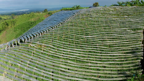 Aerial-drone-view-of-tomato-crops