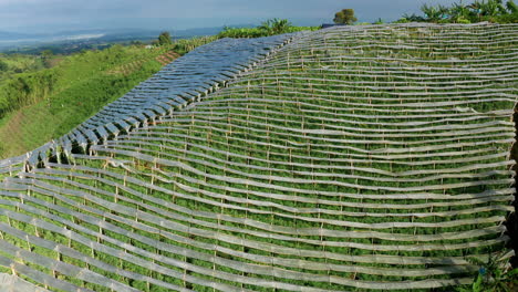 aerial drone view of tomato crops