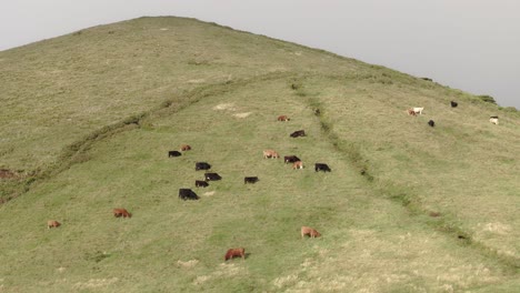 cattle grazing at meadow at flores island during sunset, aerial