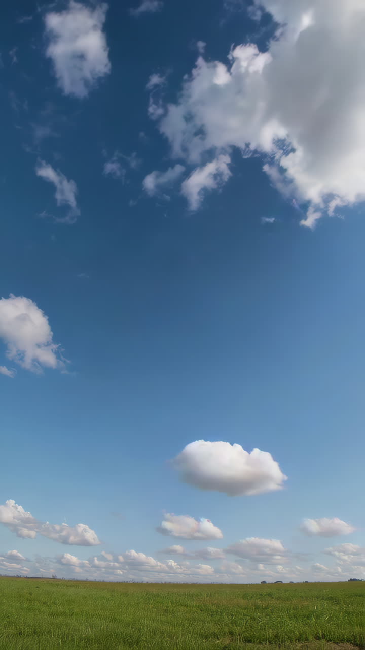 Solitary Tree in a Field Under a Cloudy Sky