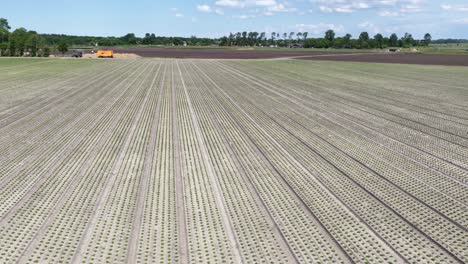 agriculture, new sown, crops, small, growing of crops, small farm crops aerial drone video