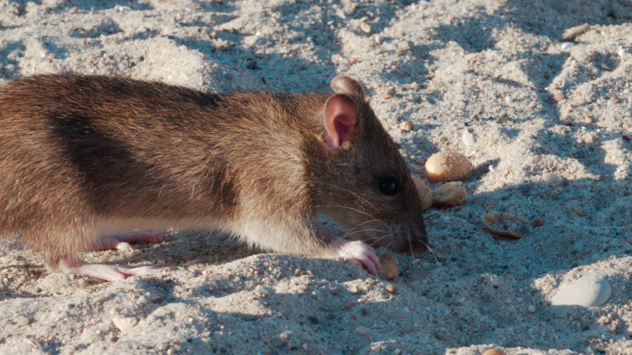 Close up of a brown rat eating scattered peanuts on sand in warm sunlight