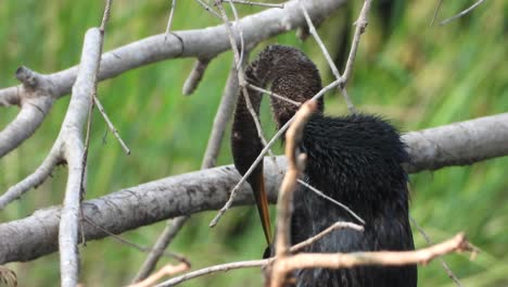 Anhinga-chilling-on-pond-..